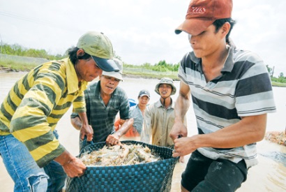 Xây dựng hình ảnh tôm Việt