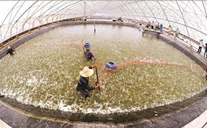 Tôm từ đầm vào nhà kính