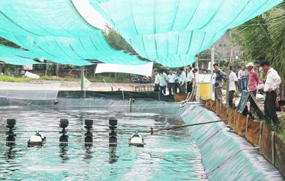 Doanh nghiệp hỗ trợ nông dân nuôi tôm công nghệ cao
