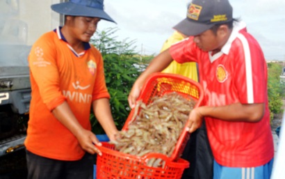 Sóc Trăng thắng lợi vụ nuôi tôm nước lợ