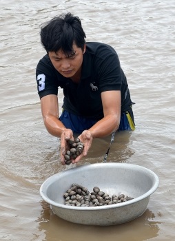 Phú Tân (Cà Mau) Nuôi sò huyết trên sông phát triển mạnh