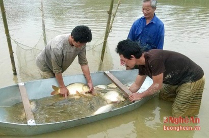 Nông dân thu lợi kép từ nuôi cá ruộng lúa