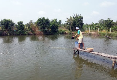 Hậu Giang Giá thức ăn chăn nuôi tăng