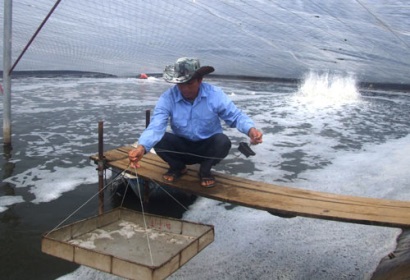 Nuôi tôm nhà kính, năng suất tăng gấp đôi