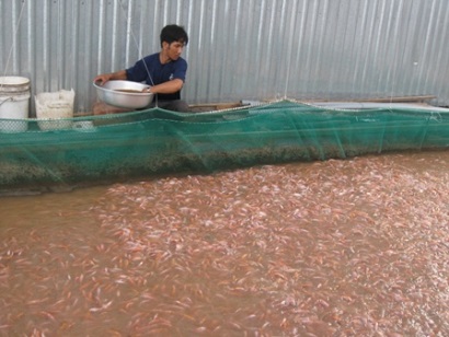 Bà Rịa – Vũng Tàu Phấn đấu 80% sản phẩm nuôi trồng thủy sản được quản lý theo mô hình VietGAP