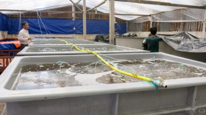 Triển vọng từ mô hình nuôi artemia