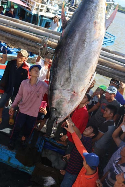 Phú Yên tập trung nâng chất chuỗi cá ngừ