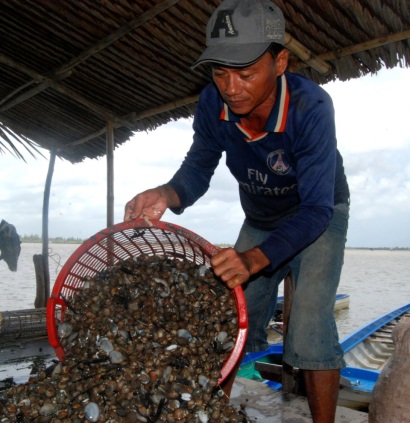 Vực dậy tiềm năng con sò huyết