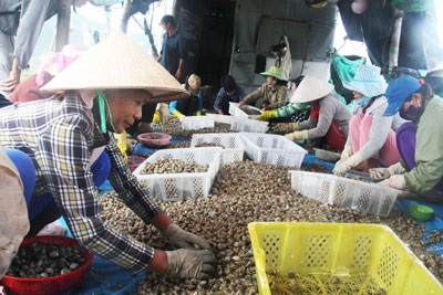 Đến năm 2020 Vạn Ninh có khoảng 200ha nuôi trồng thủy sản