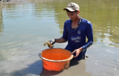 Nuôi tôm tít hiệu quả kinh tế cao