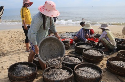 Thừa Thiên Huế Ngư dân Quảng Công, Quảng Ngạn trúng đậm cá cơm