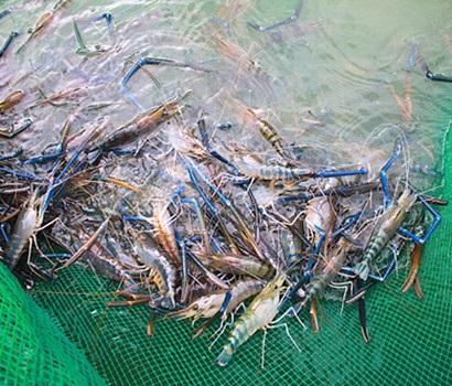 Phát triển diện tích nuôi tôm càng xanh