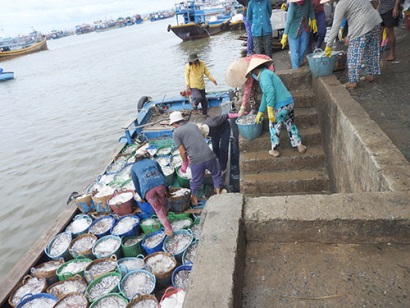 Bình Thuận Phan Thiết “trúng” đậm mùa cá cơm