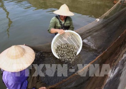 An Giang tăng cường sản xuất các giống thủy sản quý, hiếm