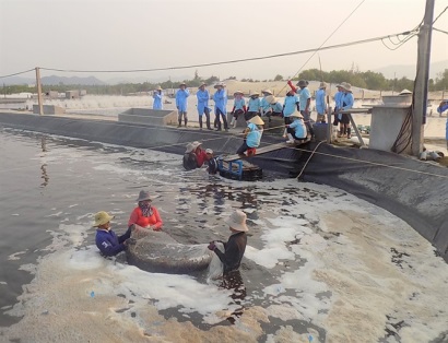 Ương nuôi tôm giống theo quy trình Biofloc