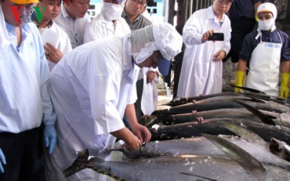 Bình Định xây dựng thương hiệu cá ngừ từ chinh phục thị trường Nhật