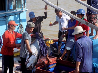 Làm gì để nâng cao chất lượng cá ngừ Phú Yên