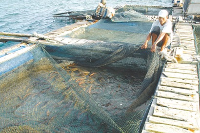 Bình Thuận Nuôi trồng thủy sản dấu hiệu vui