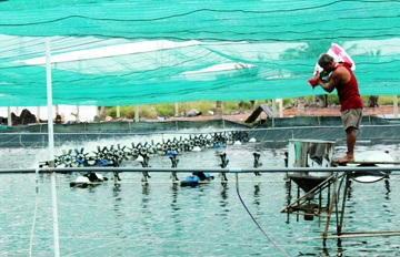 Kỳ vọng vào thủy sản