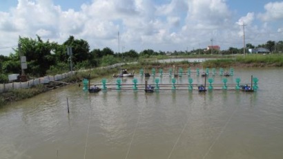 Phát triển nuôi tôm nước lợ cần theo đúng quy hoạch
