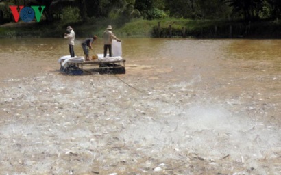 Giải pháp nào đẩy mạnh cá tra Việt Nam vào Hoa Kỳ và EU
