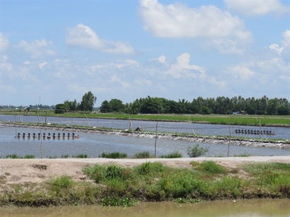 Có nên nuôi tôm thẻ vùng nước ngọt