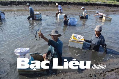 Xã Vĩnh Lộc A (Hồng Dân, Bạc Liêu) Phát triển mô hình nuôi tôm càng xanh
