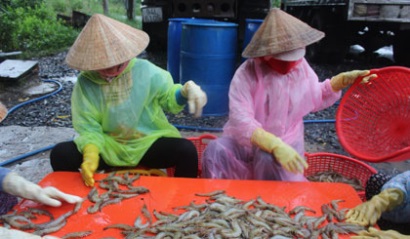 Tân Phú Đông (Tiền Giang) Nuôi tôm được mùa, được giá