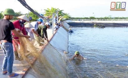 Thái Thụy (Thái Bình) Để phát triển nuôi tôm thâm canh công nghệ cao