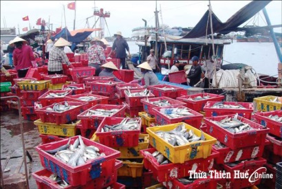 Thừa Thiên Huế Trúng đậm cá nục