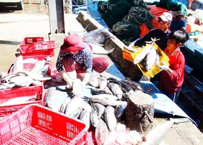 Chuỗi liên kết khai thác, thu mua, chế biến, tiêu thụ cá ngừ Tín hiệu tích cực