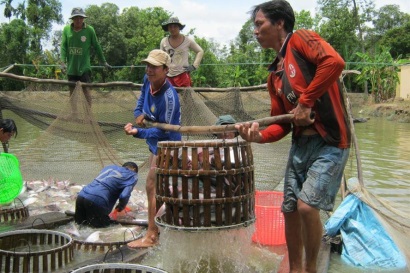 Để ngành cá tra phát triển bền vững