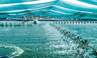 Sóc Trăng Ngành tôm và bài toán tăng trưởng kinh tế