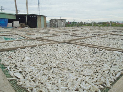 Bình Thuận Cá cơm mồm Phan Thiết hướng đến thị trường xuất khẩu