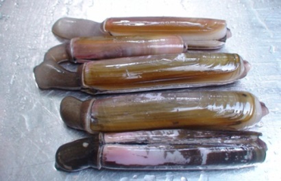 Thêm nhiều loài thủy sản được sản xuất giống nhân tạo thành công