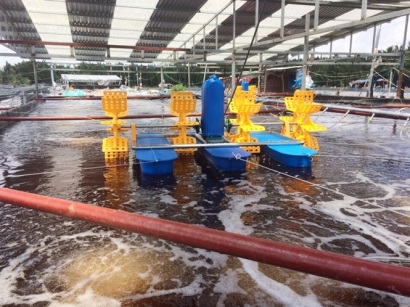 Hợp tác nuôi tôm thắng lớn, lãi 400 - 500 triệu đồngao