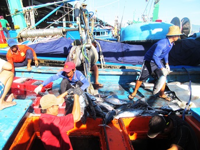 Chuỗi liên kết khai thác, chế biến, tiêu thụ cá ngừ sọc dưa Thu hoạch 40 tấn cá