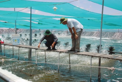 Cà Mau Hướng đến nền nông nghiệp công nghệ cao