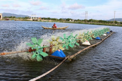 Bình Định Kết thúc vụ nuôi tôm 2017 Người nuôi tôm thắng lớn