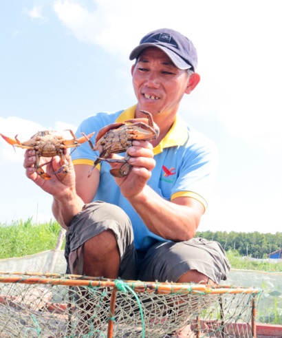 Nuôi cua thịt tạo sinh kế bền vững