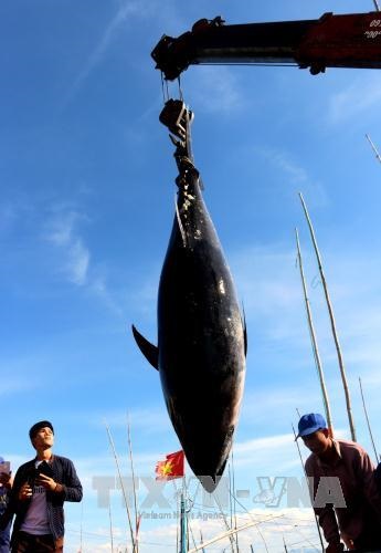 Sản lượng khai thác thuỷ sản 9 tháng đạt 2,6 triệu tấn