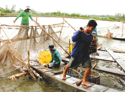 ĐBSCL Giá cá tra nguyên liệu xuất khẩu tăng cao