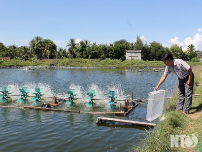 Hộ Hải (Ninh Hải, Ninh Thuận) Phát triển nghề nuôi tôm thẻ chân trắng