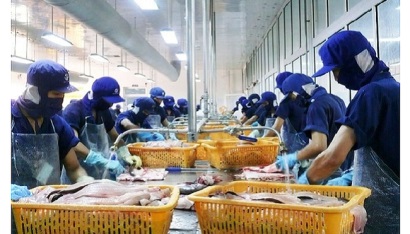 Đề xuất thành lập trung tâm sản xuất cá tra giống chất lượng cao