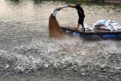 Cần Thơ Phát triển vùng chuyên canh nuôi cá tra