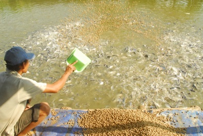 Cần Thơ xây dựng vùng chuyên canh nuôi cá tra