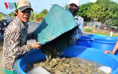 Phát triển nuôi tôm ở Việt Nam Cần nhiều giải pháp đồng bộ