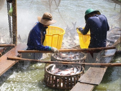 Cá tra Việt Nam lên ngôi tại cuộc thi đầu bếp Mekong Chef