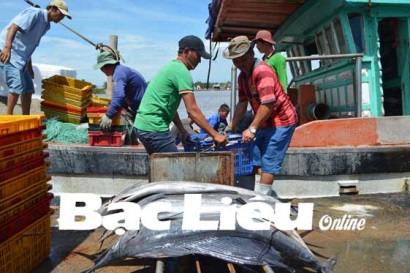 Huyện Đông Hải (Bạc Liêu) Đẩy mạnh nuôi trồng và khai thác thủy hải sản