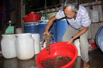 Ngọc Hiển (Cà Mau) Hiệu quả bước đầu trong nuôi tôm sinh thái